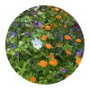 Tüte mit 4 Gramm Schnittblumensamen Braun | ohne Werbeanbringung | Nicht verfügbar | Nicht verfügbar | Nicht verfügbar