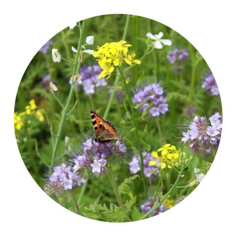 Tüte mit 4 Gramm Bienen- &amp; Schmetterlingsblüten Braun | ohne Werbeanbringung | Nicht verfügbar | Nicht verfügbar | Nicht verfügbar