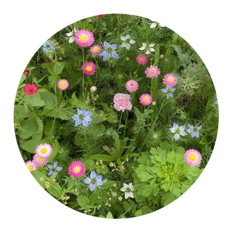 Saatgutbeutel getrocknete Blumen 4 Gramm Braun | ohne Werbeanbringung | Nicht verfügbar | Nicht verfügbar | Nicht verfügbar