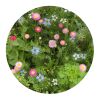 Saatgutbeutel getrocknete Blumen 4 Gramm Braun